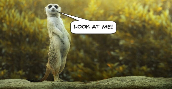 Image of attention seeking Meerkat asking the view to look at me.