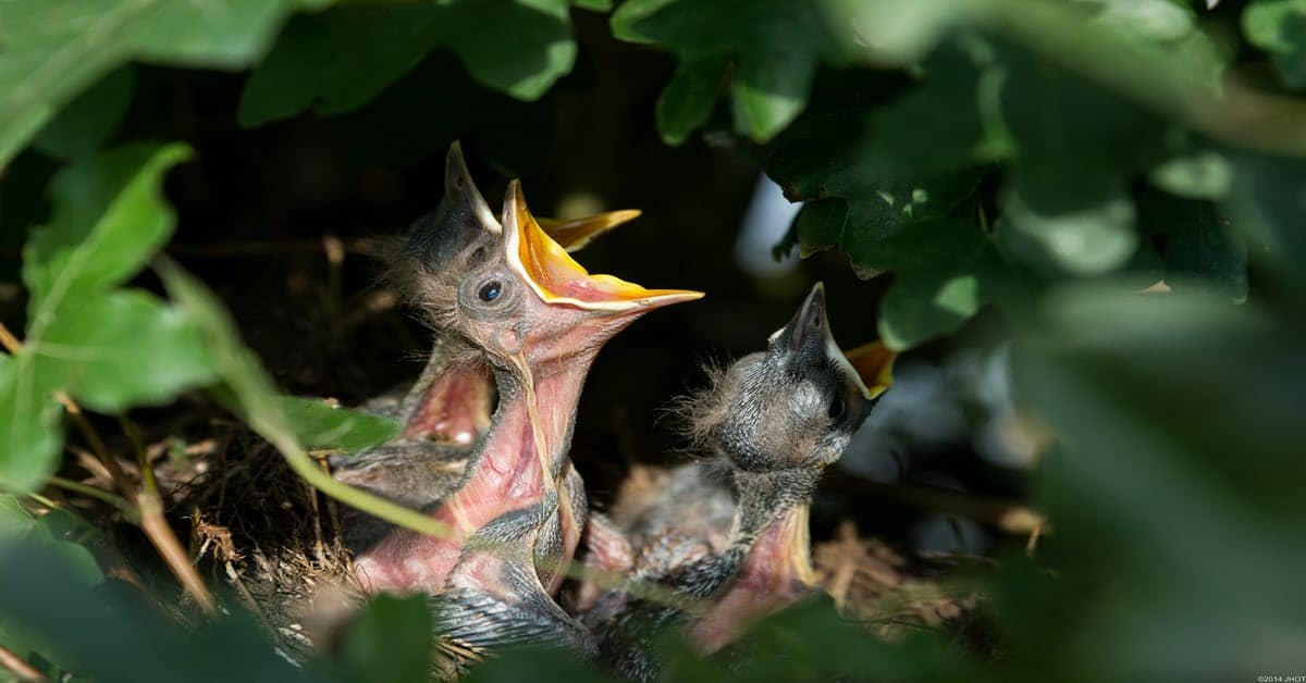 Baby birds as a play on the word nesting used in video editing.