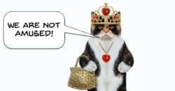 Humorous image of a cat dressed as the Queen.