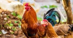 Image of chicken as reference to handheld shooting stabilization.