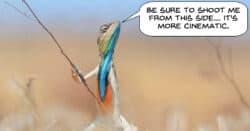 Humorous image of lizard wanting to be videoed from his best side.