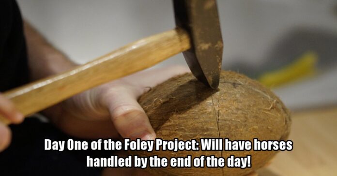 Image of coconut shells used as foley tools.