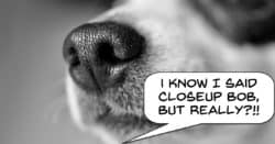 Image of dogs nose as example of too close up to the subject.