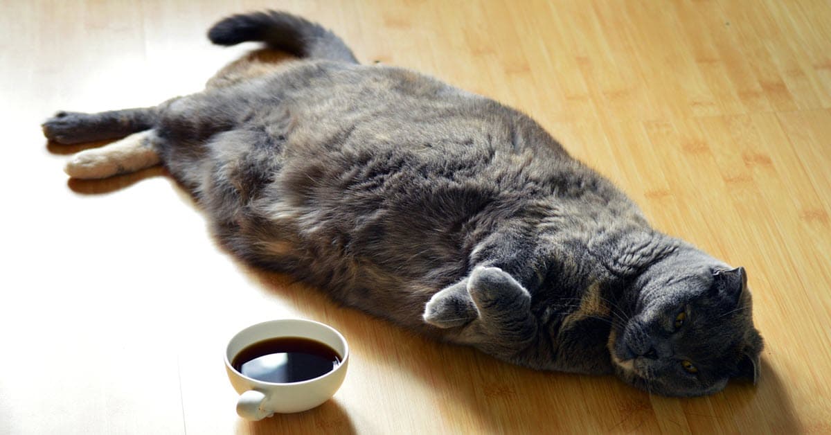 Image of fat cat from bad shooting angle.