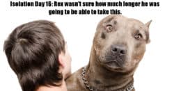 Humorous image of dog trapped due to Corona virus isolation.