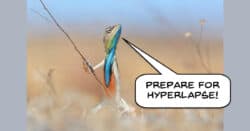 Humorous image of a lizard announcing a hyperlapse.