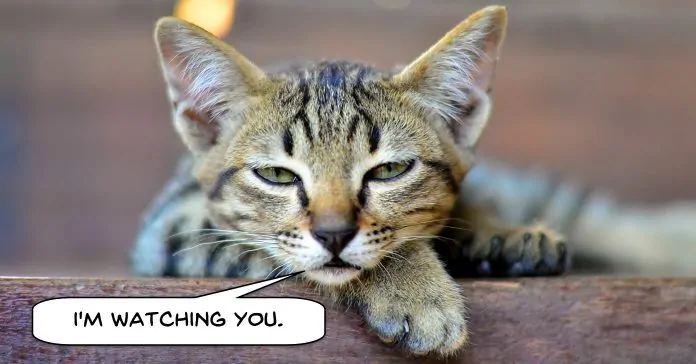 Cute kittenr saying he is watching you on the privacy page.