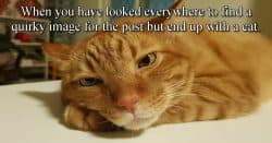 Image of bored looking cat after having failed to find a good image for the blog post.