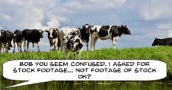 Humorous image of mistaking stock footage for cattle stock.