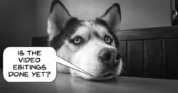 Dog impatiently waiting for owner to finish editing video.