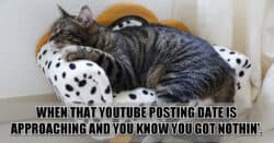 Humorous image f cat looking defeated.