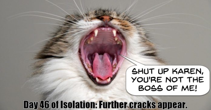 Cat going crazy in isolation.