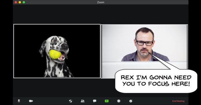 Humorous image of a man engaging in a Zoom meeting with a distracted dog.